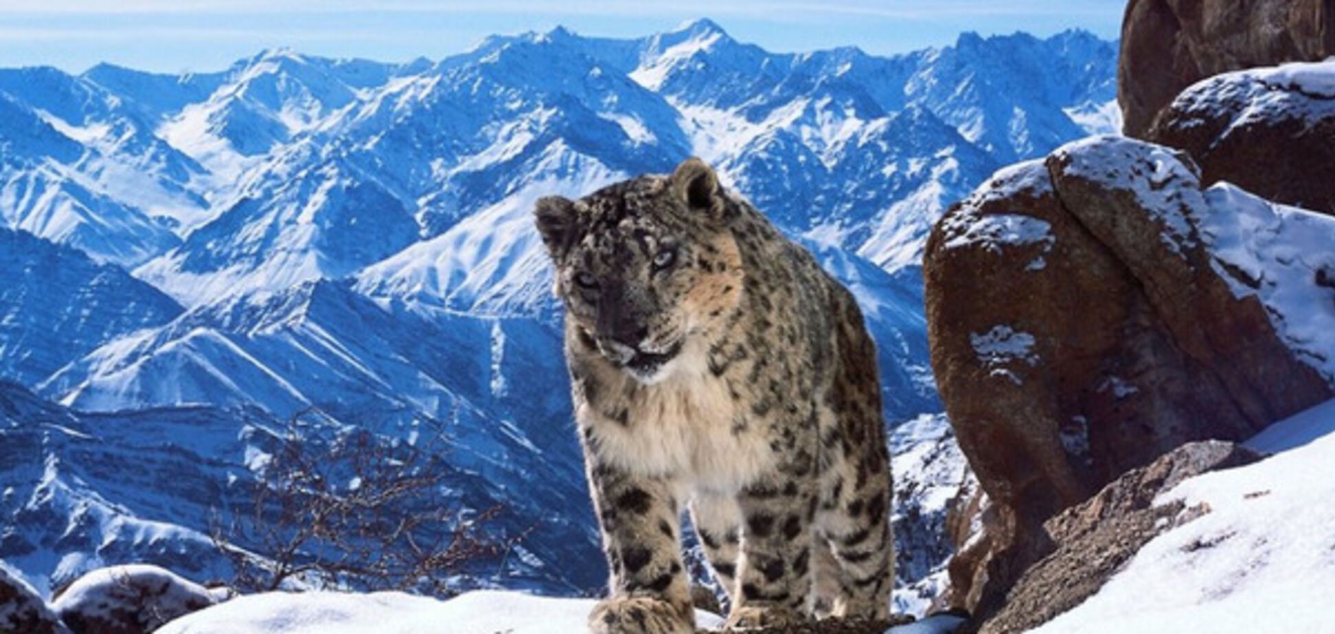 Снежный барс