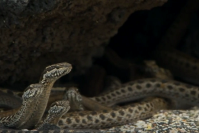 Боротьба за життя: моторошне відео полювання змій на ігуану зібрало 10 млн переглядів