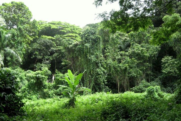 Африканские джунгли