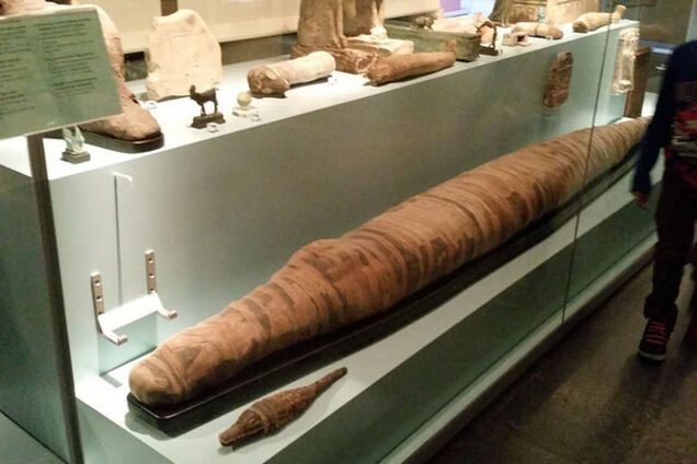 Иллюстрация: мумия крокодила