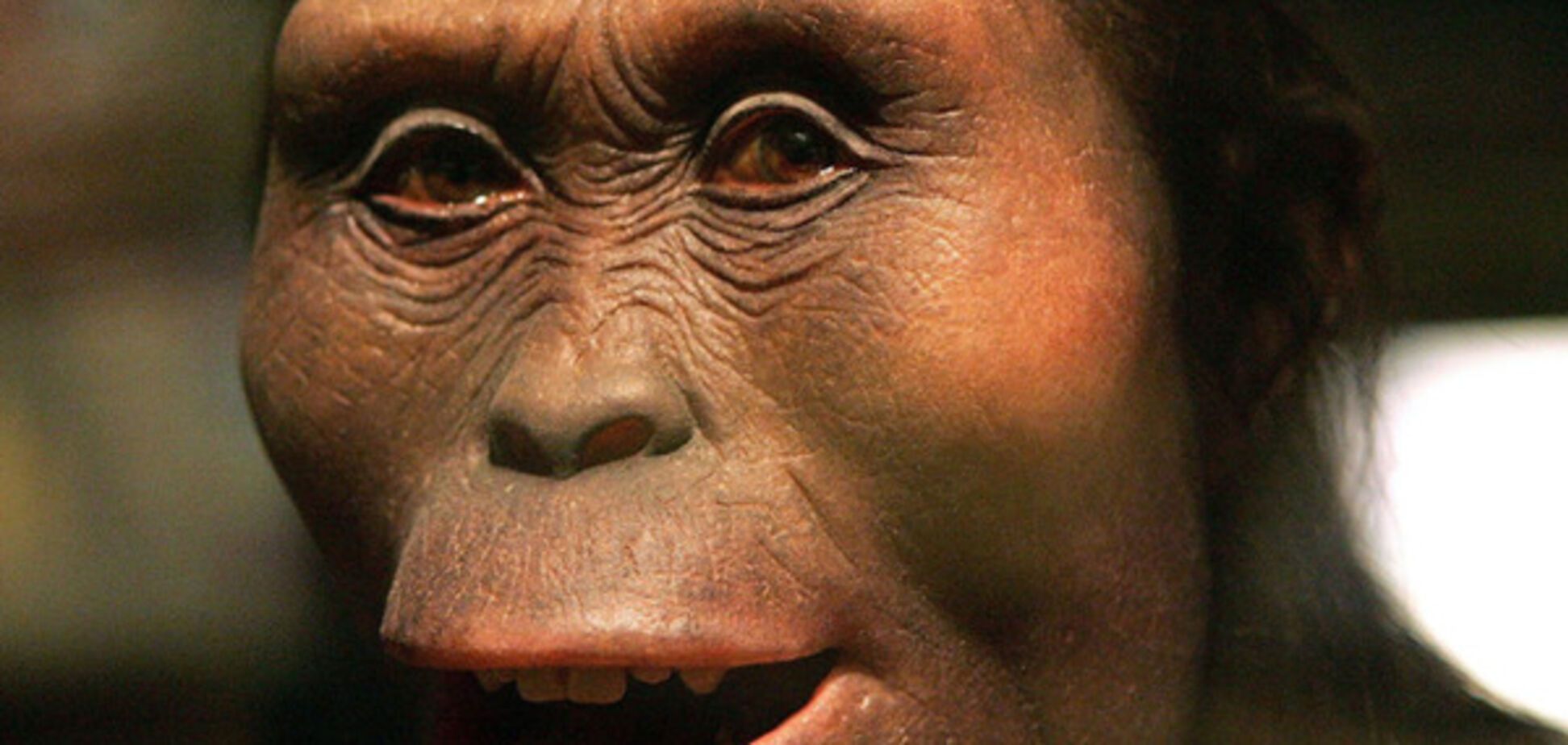 Люси, знаменитая особь австралопитека афарского