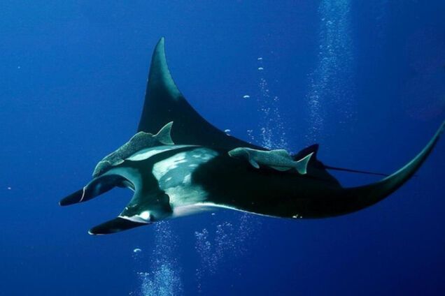 манта, гигантский морскиой дьявол