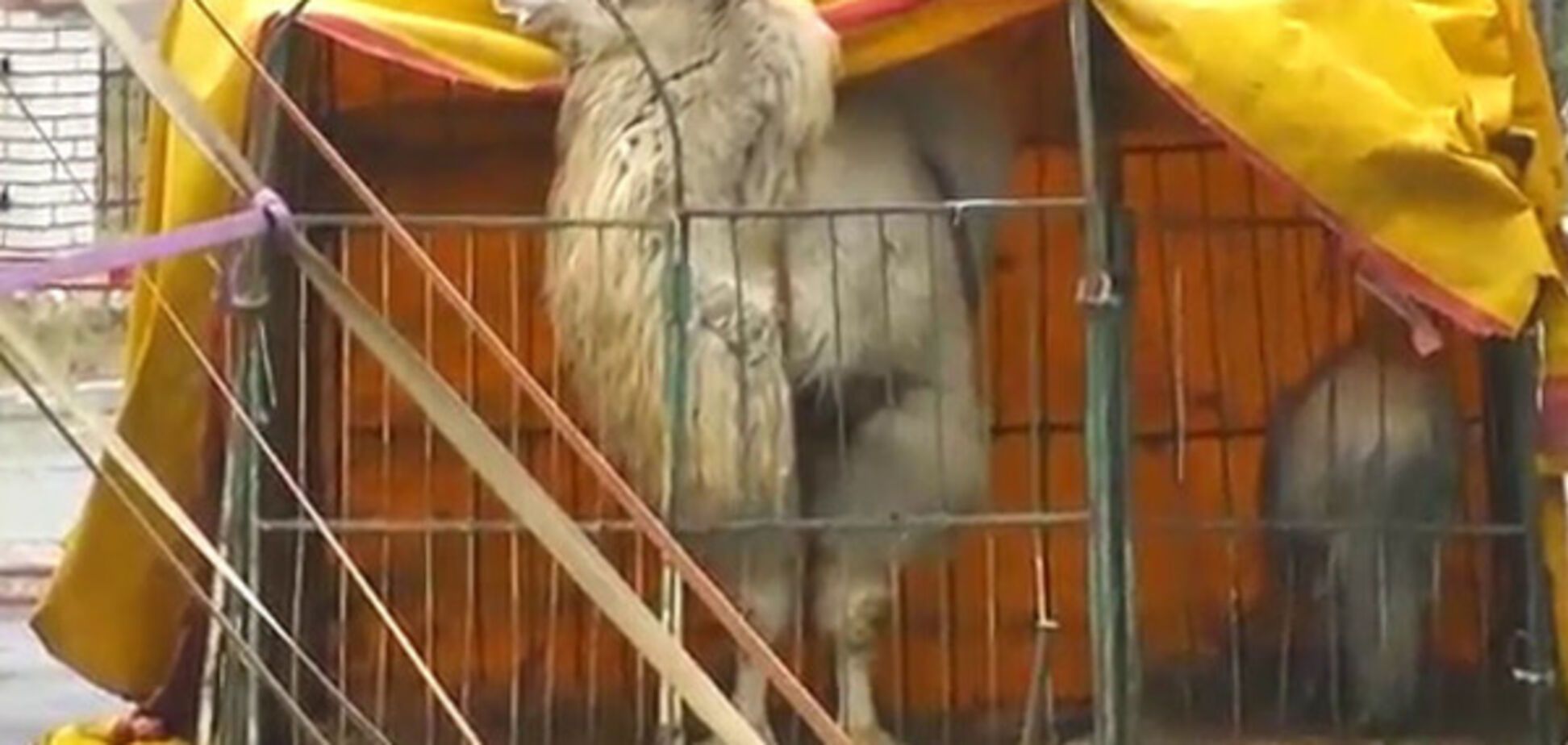 На Волині заборонили пересувні 'тваринні' цирки