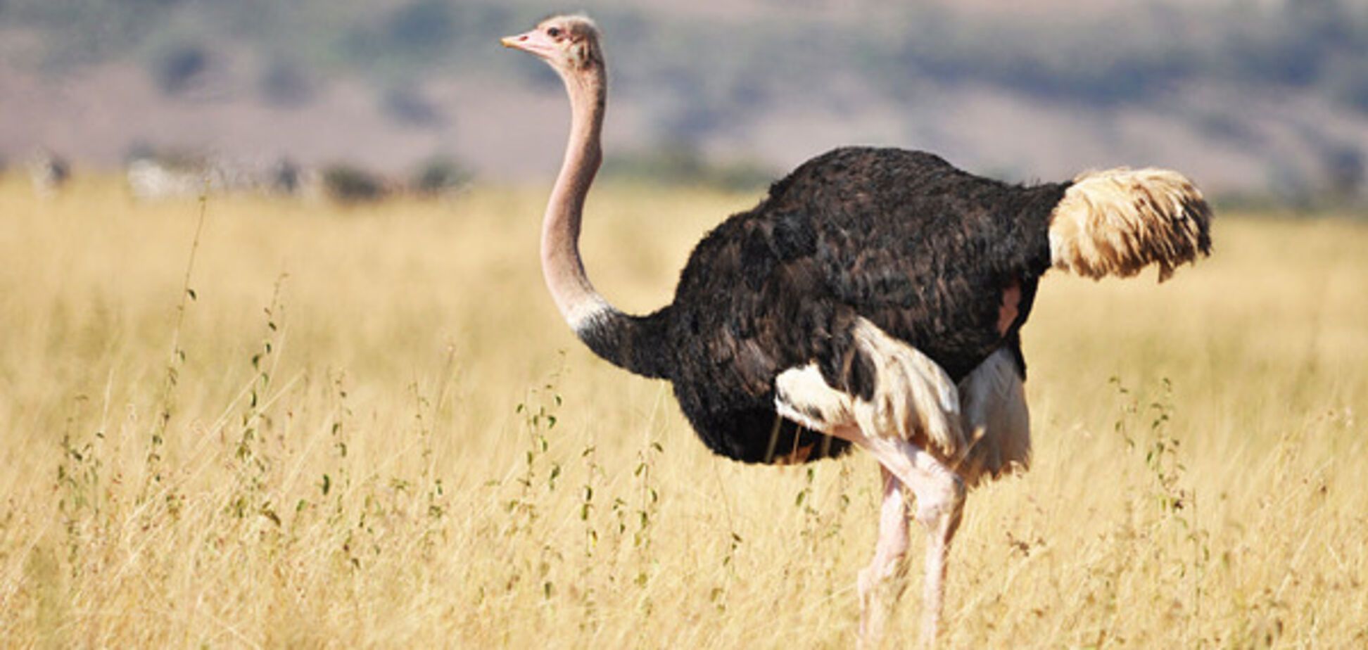 Премия 'Страуса': как Захарченко отжать Британию, месть 'Адмирала Кузнецова' и колонист Путин