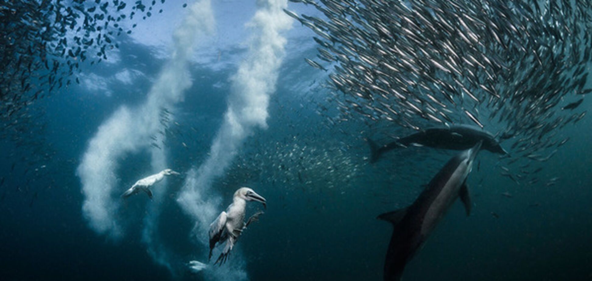 Nature Photographer of the Year