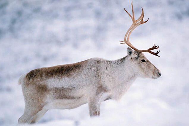 северный олень