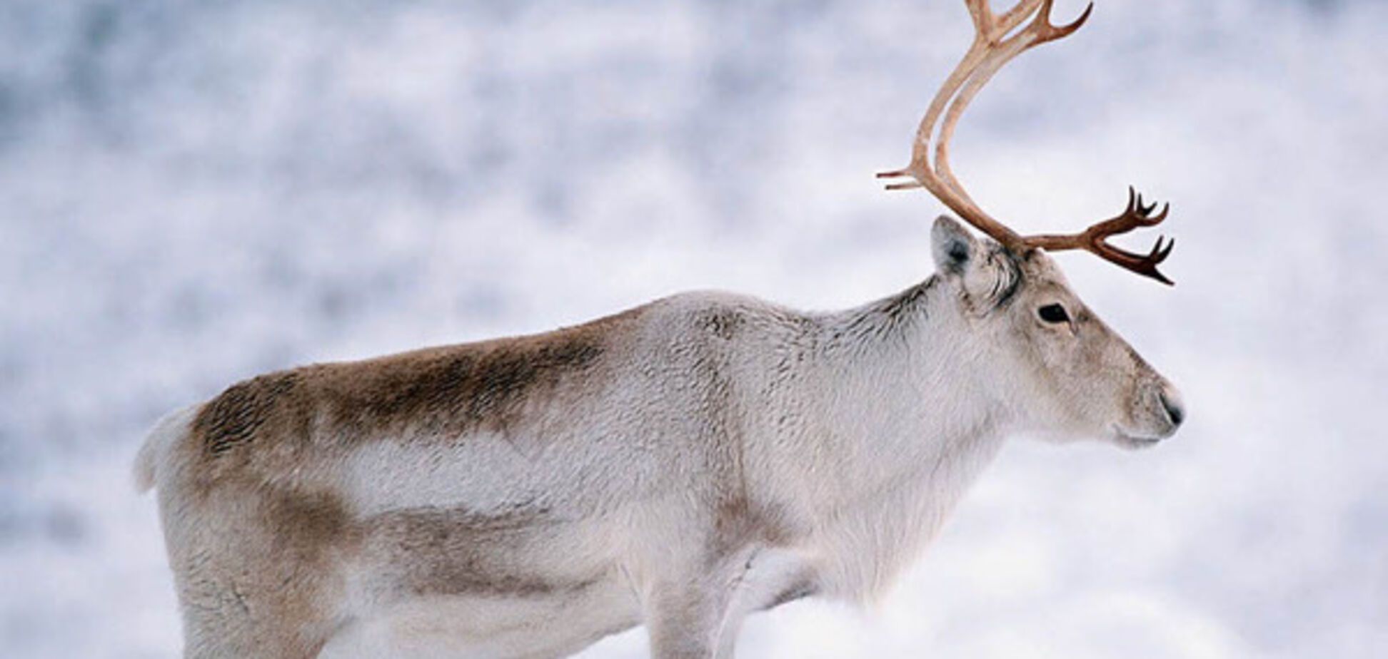 северный олень