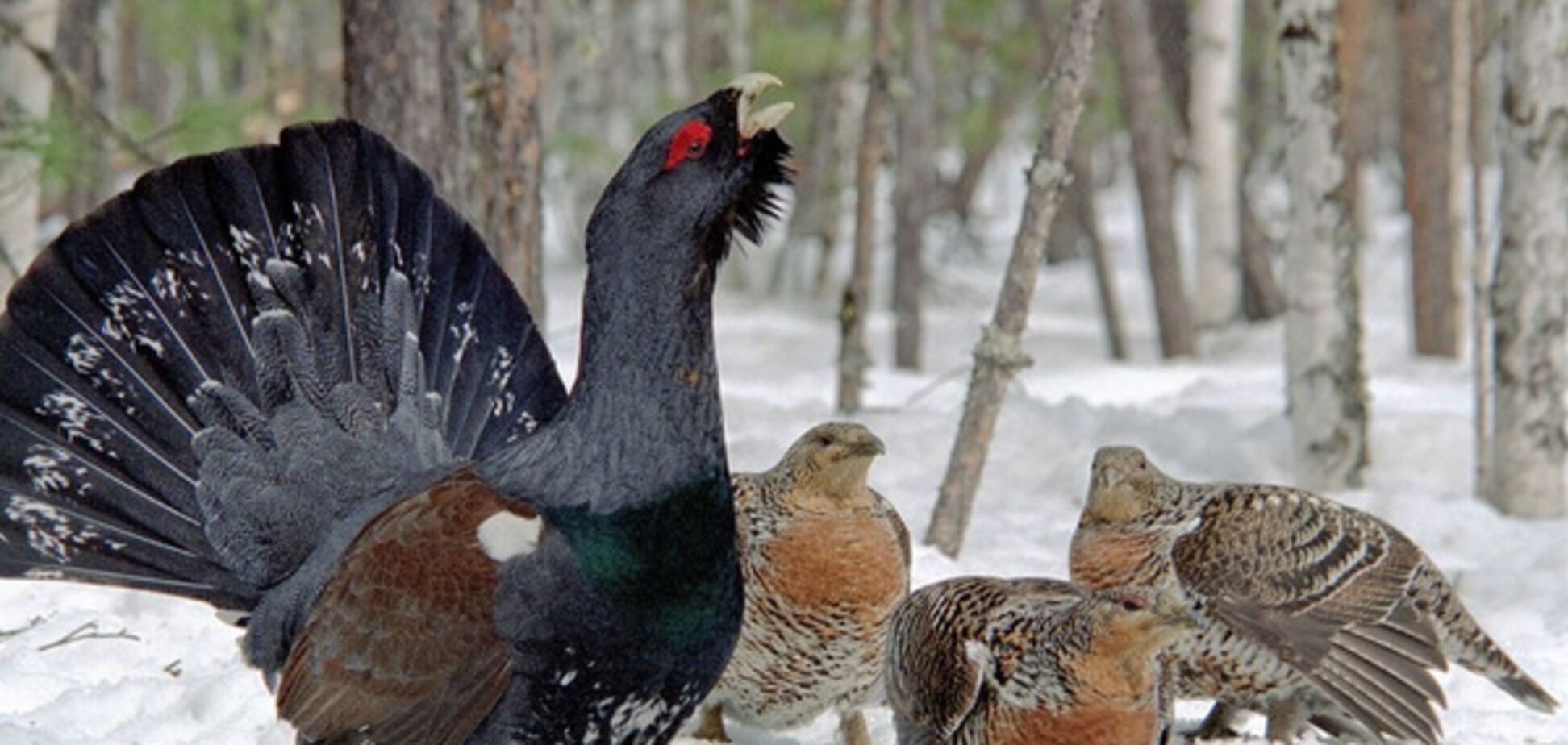 Львовская газета оскандалилась из-за хвалебной статьи о браконьерстве: соцсети кипят