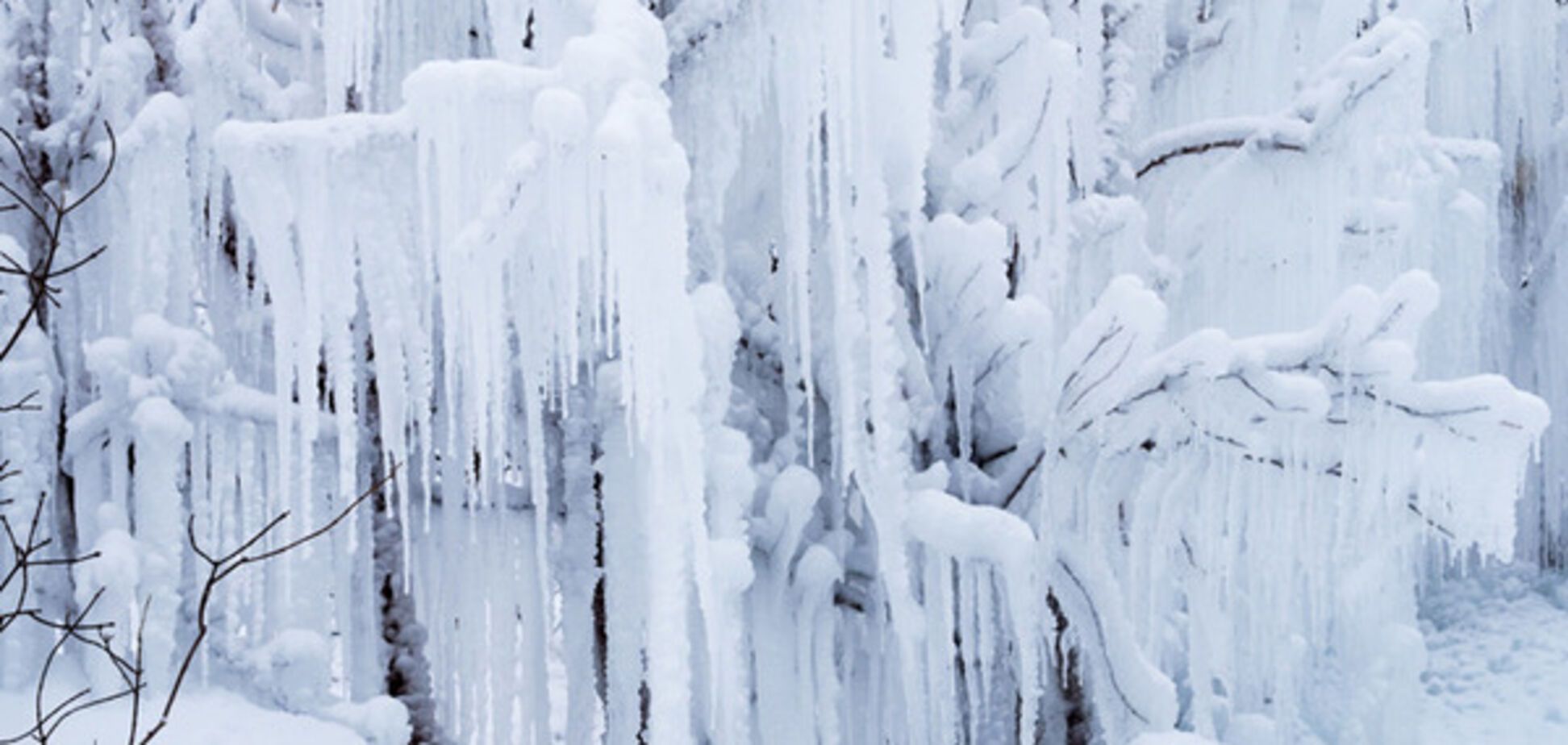обледенелое дерево