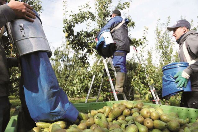 Трудовые мигранты