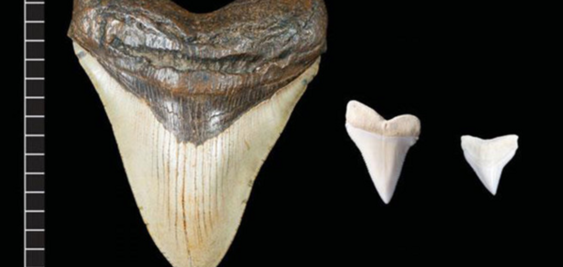 зуб мегалодона