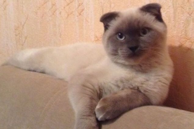 Кот бросил вызов Путину