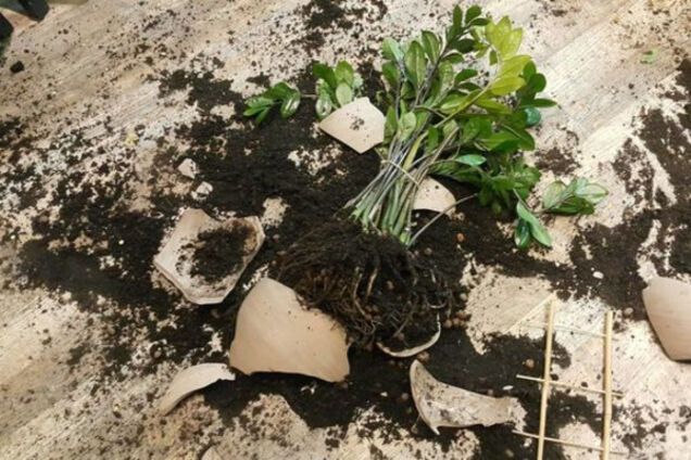 Драка в ресторане