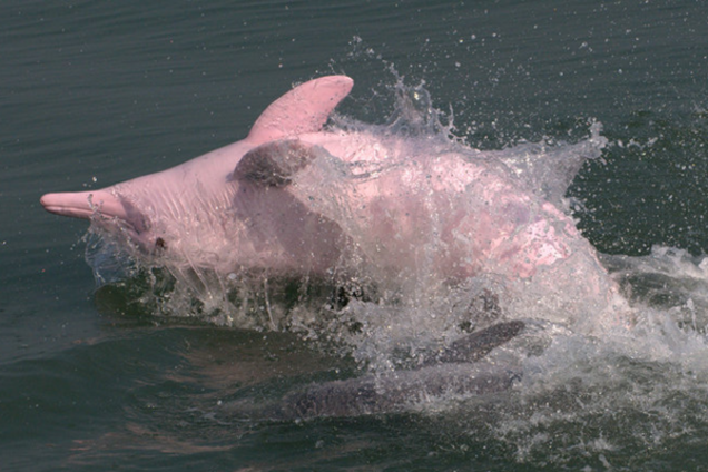 индийский афалин Tursiops aduncus)