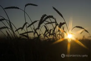 Пшеница