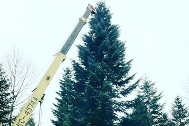 новогодняя елка Украины