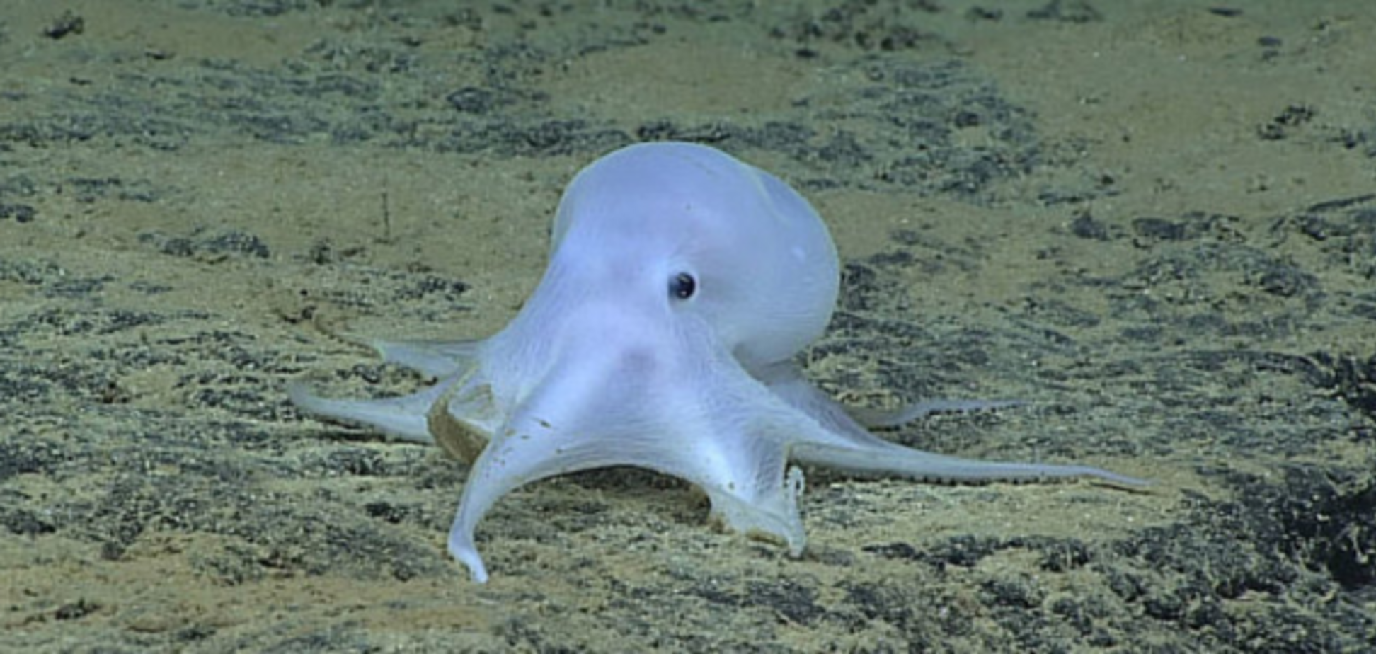 Глубоководный осьминог «Каспер»