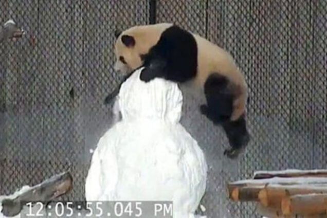 Панда сразилась со снеговиком