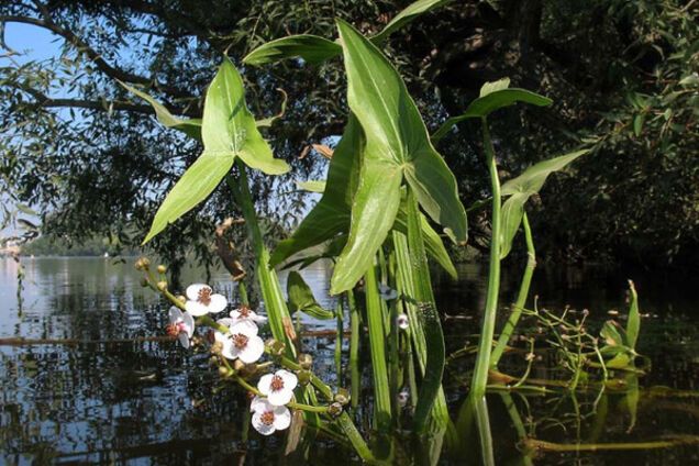 стрелолист