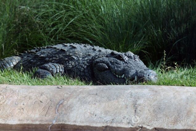 Крокодил