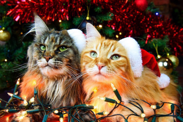 рождество котики