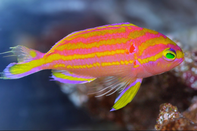 рыба Tosanoides obama