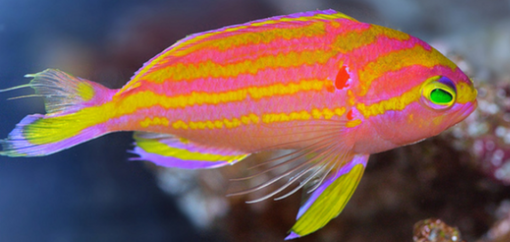 рыба Tosanoides obama