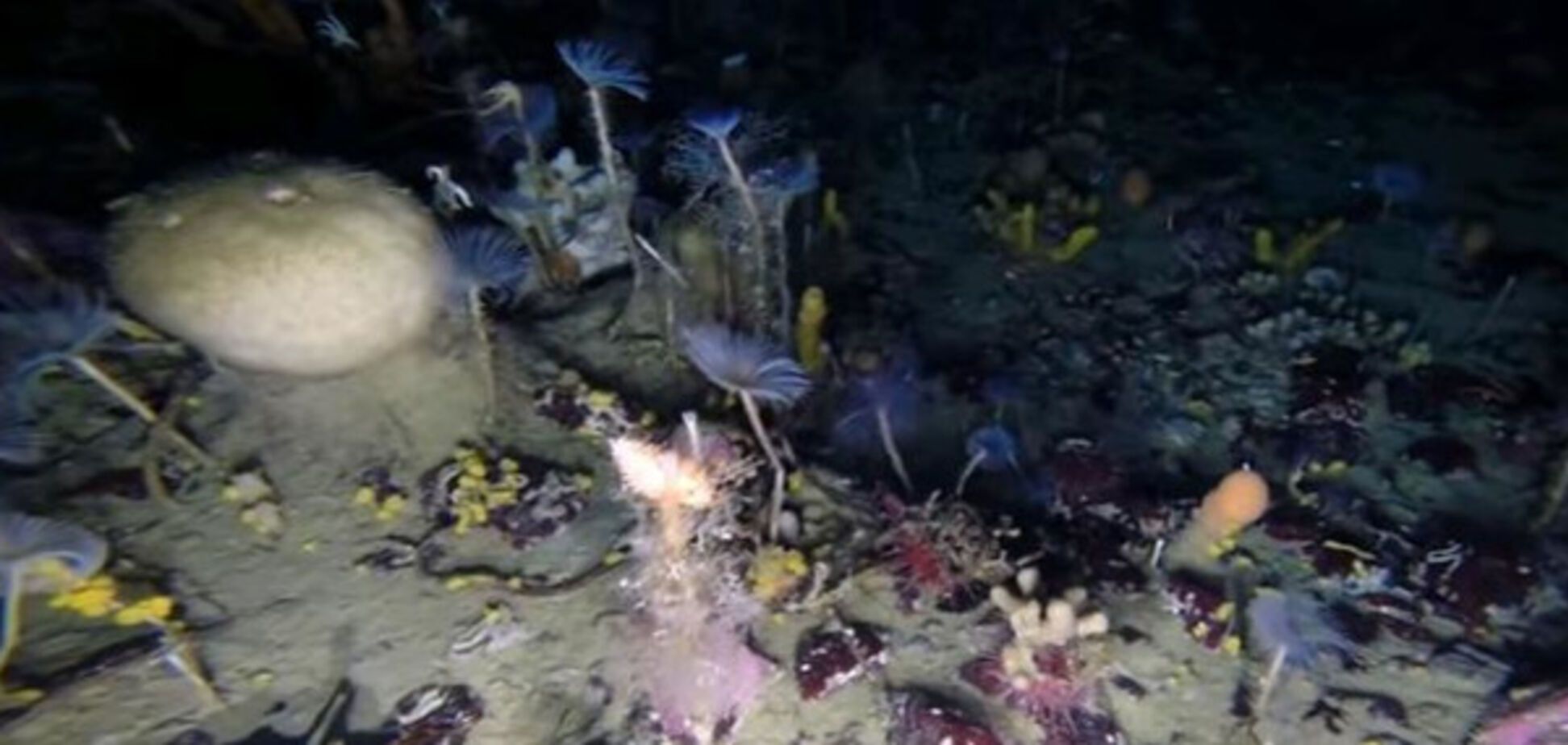 жизнь на дне Антарктики