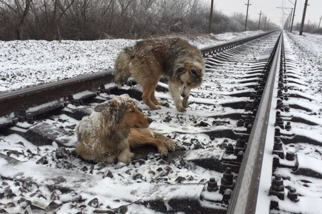 Собаки возле села Тыйглаш