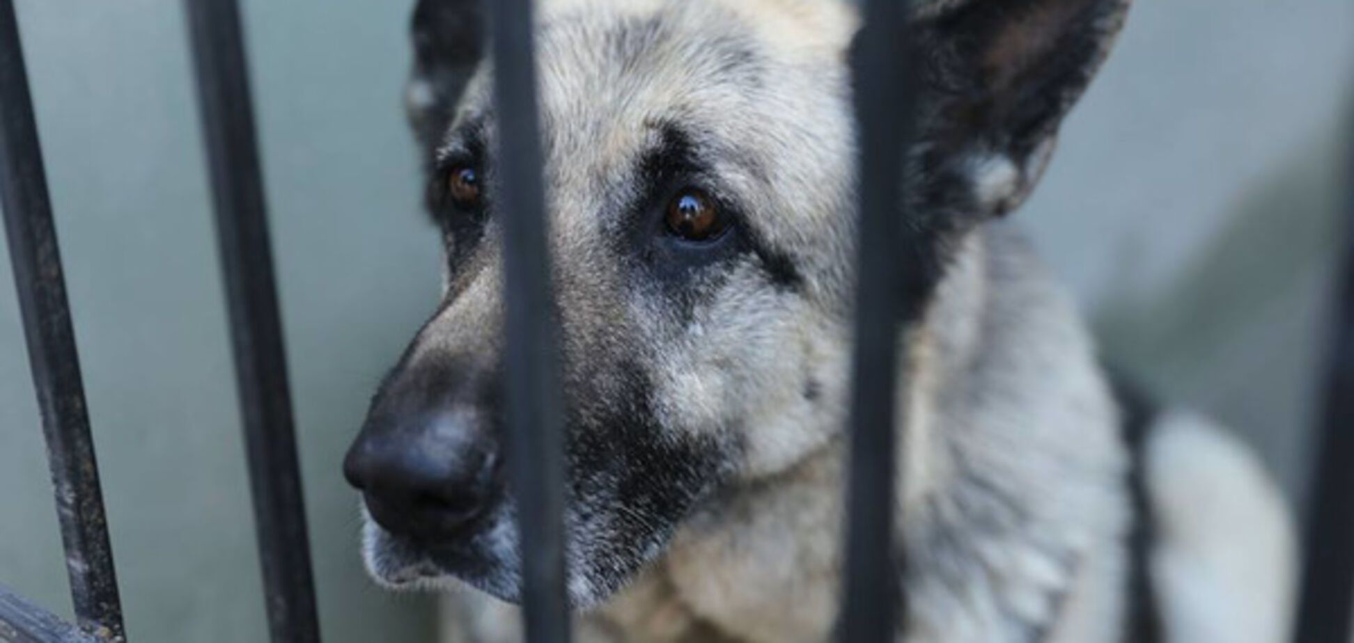 'Блохобой' и SPA-салон: Аваков показал своих псов