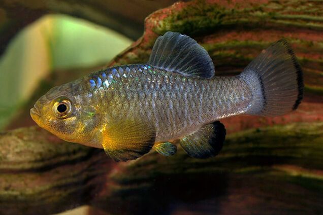 cyprinodon brontotheroides