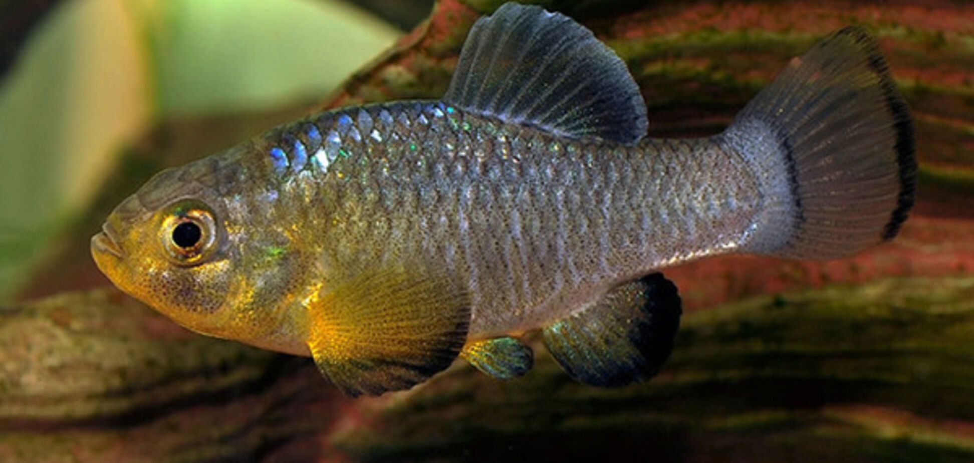 cyprinodon brontotheroides