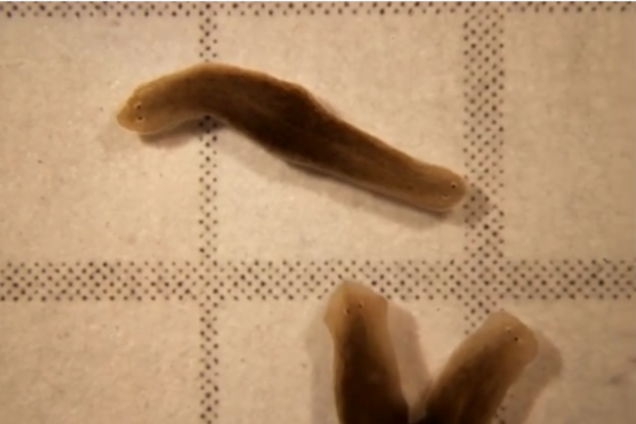 двухголовые черви