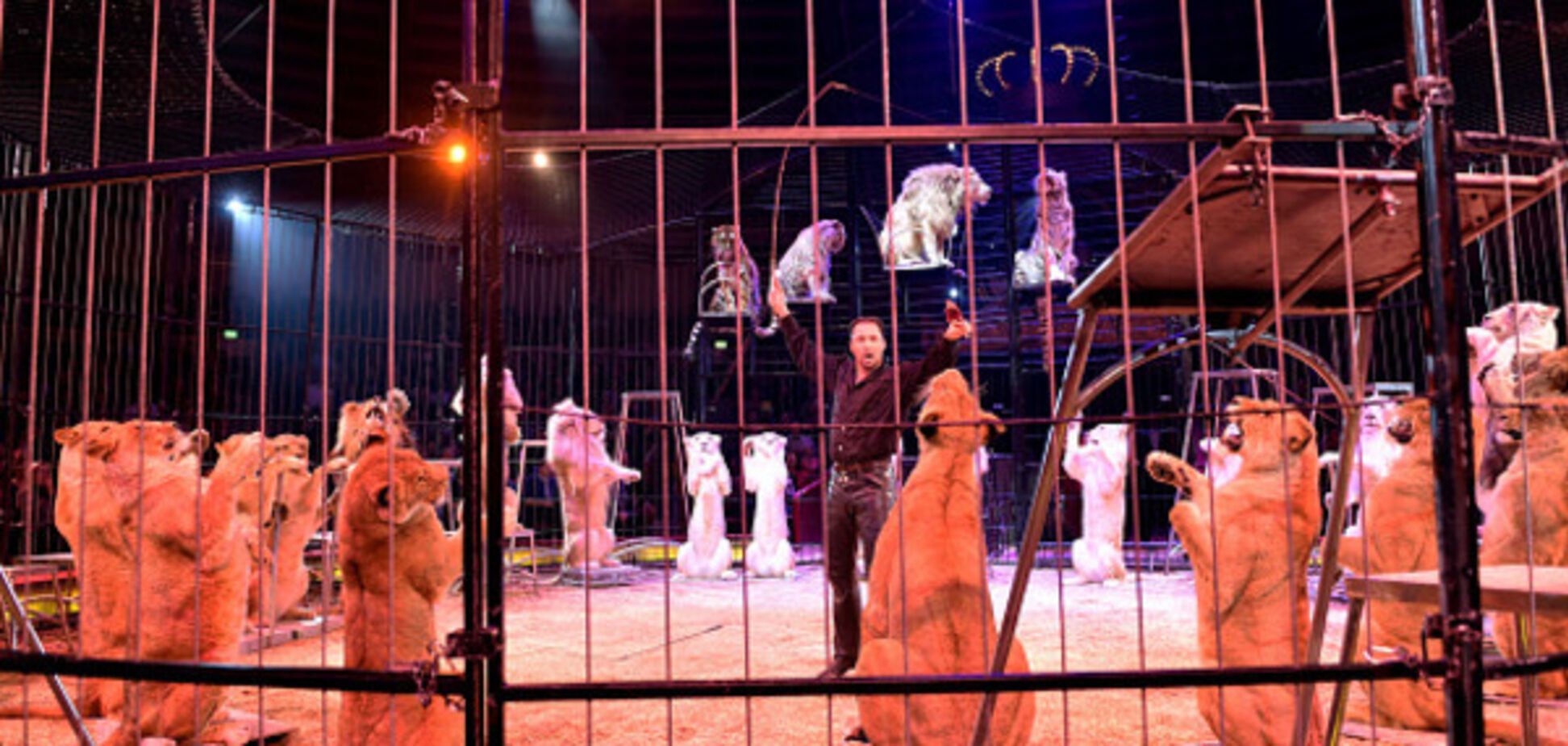 В Кабмине откликнулись на призыв о запрете на животных в цирке