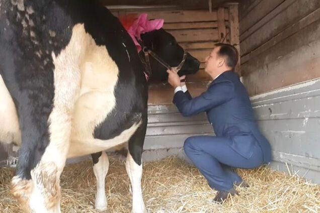 Ляшко корова