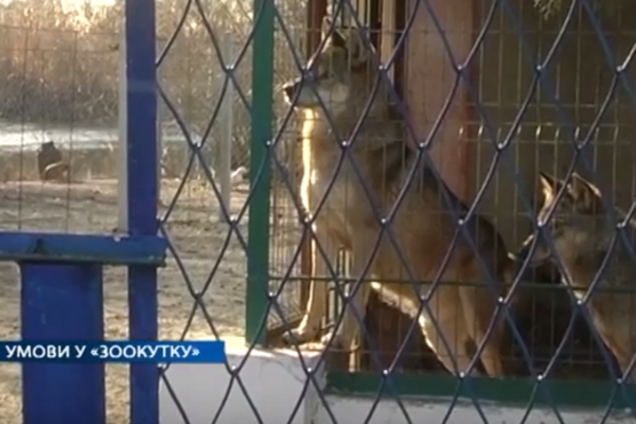 условия содержания животных в зооуголке