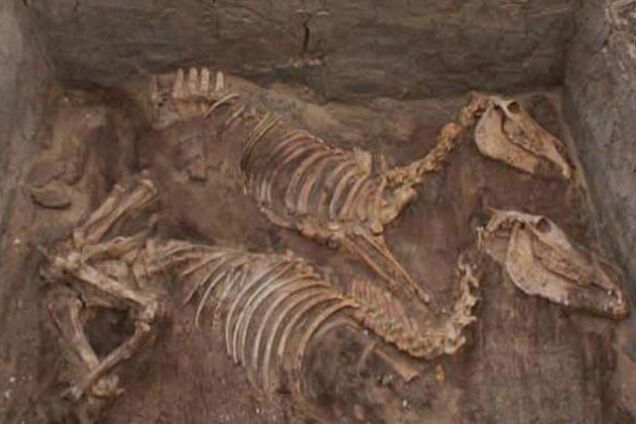 кости ослов возрастом пять тысяч лет