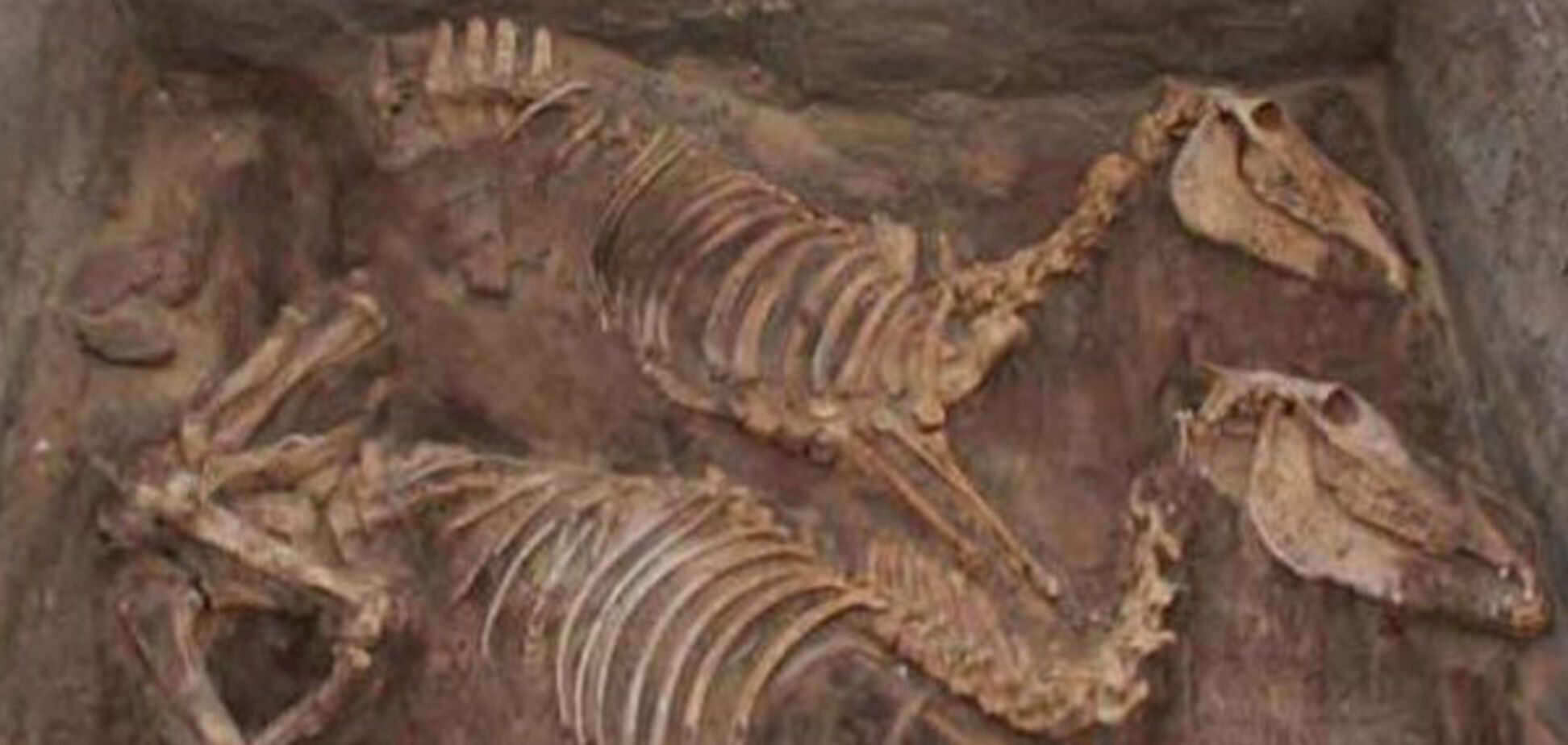 кости ослов возрастом пять тысяч лет
