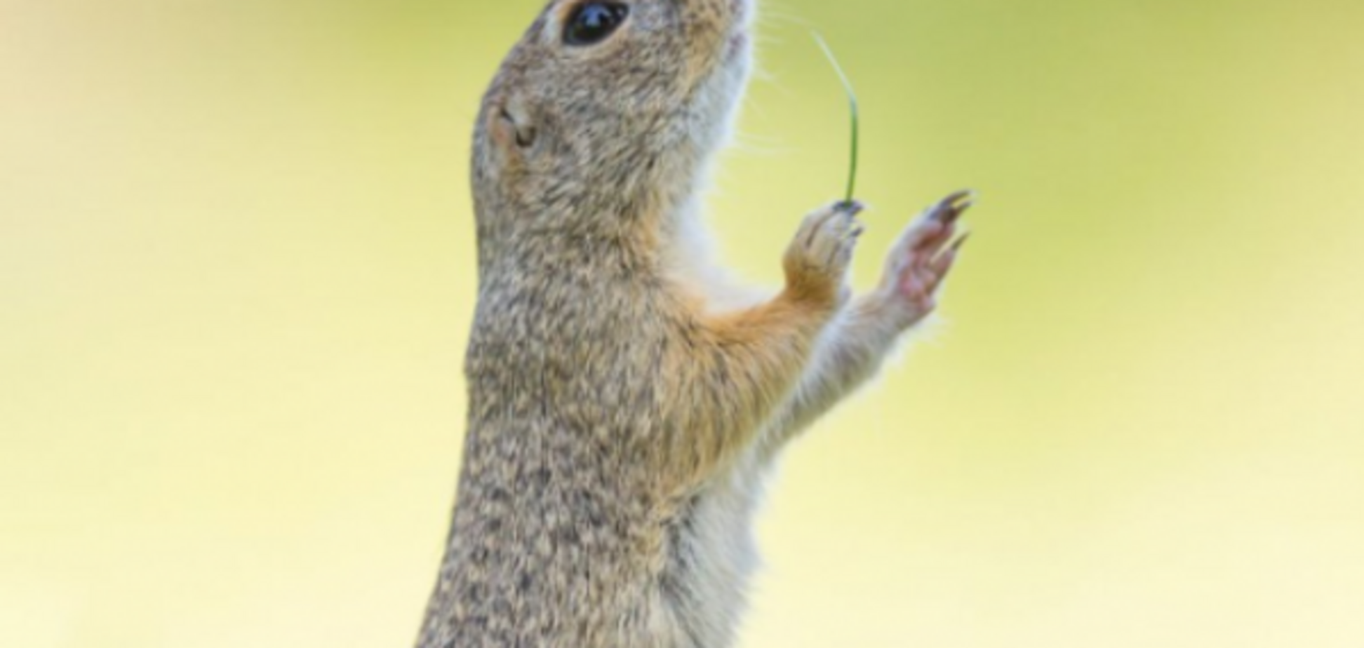 Победители Comedy Wildlife Photography Awards-2016