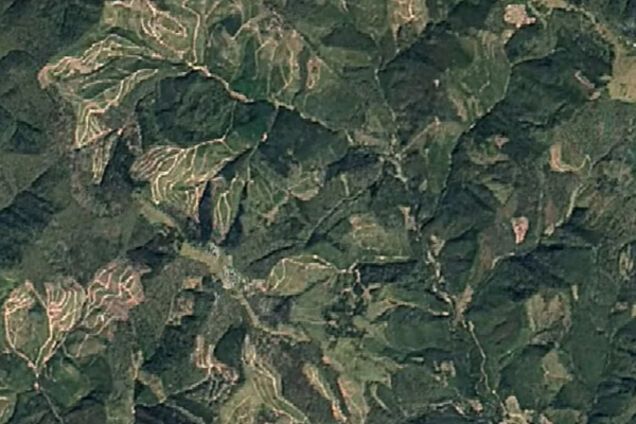 Вырубка леса в Украине