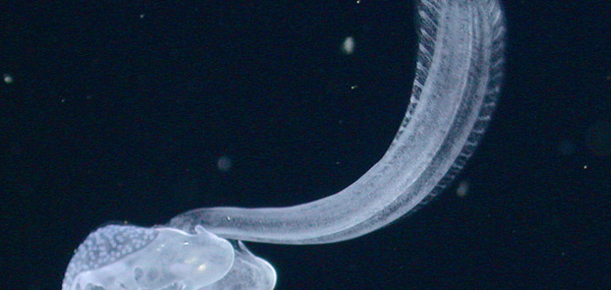 Bathochordaeus charon