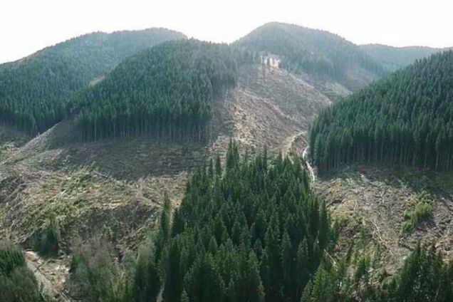 Контрабанда леса