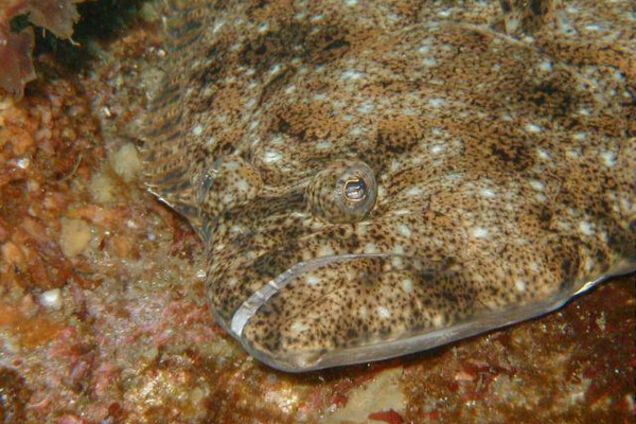 Paralichthys olivaceus, Азиатский паралихт