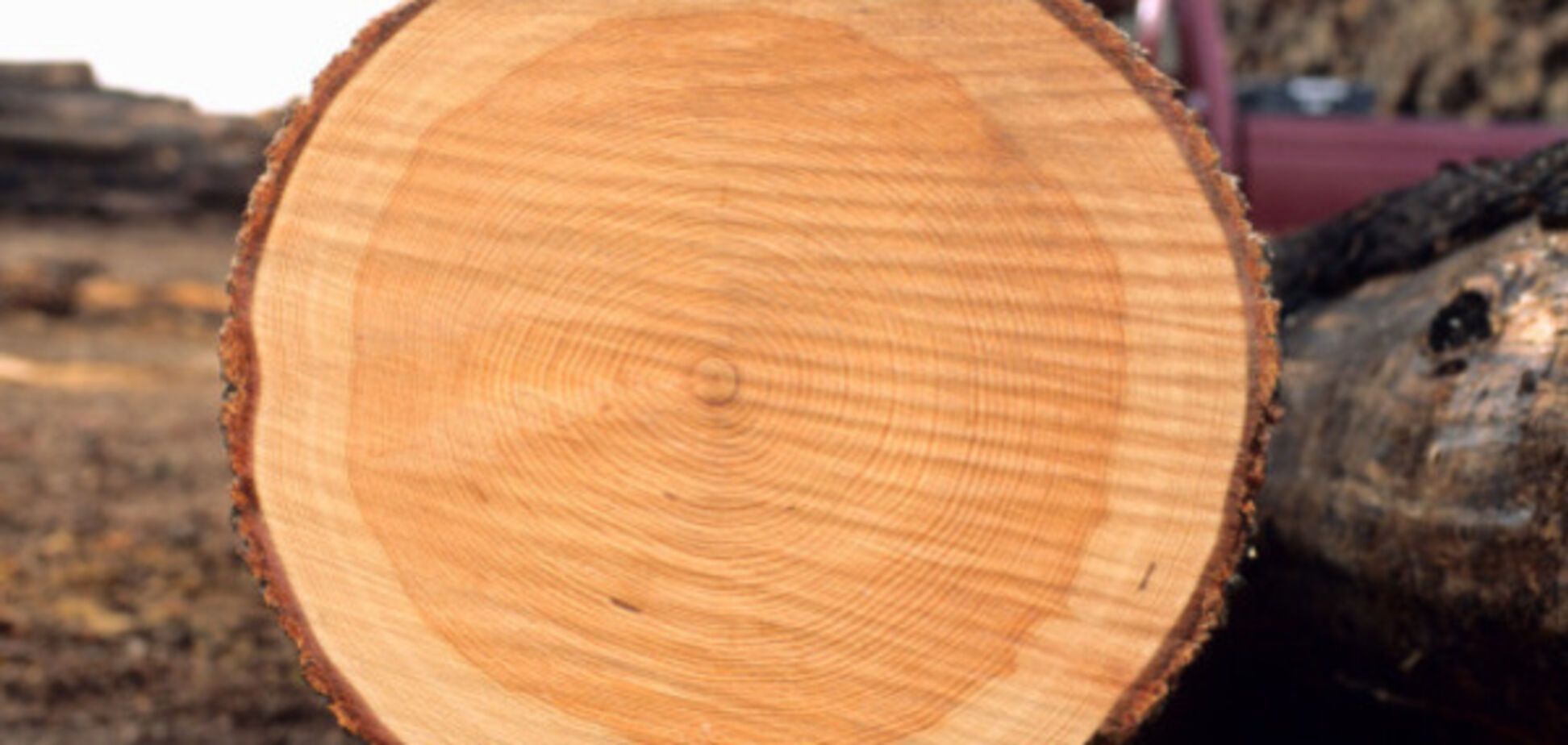 Вырубка леса в Украине