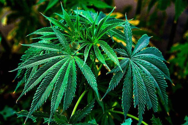 марихуана, конопля