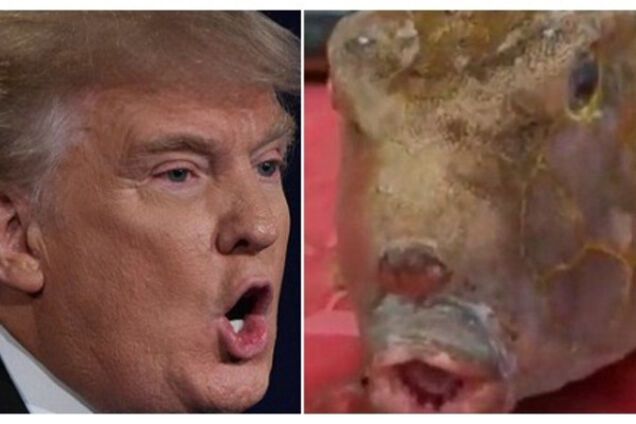 Риба, схожа на Трампа
