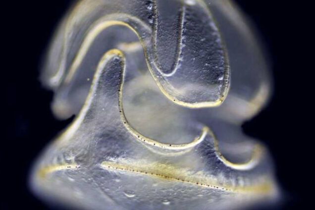 Schizocardium californicum