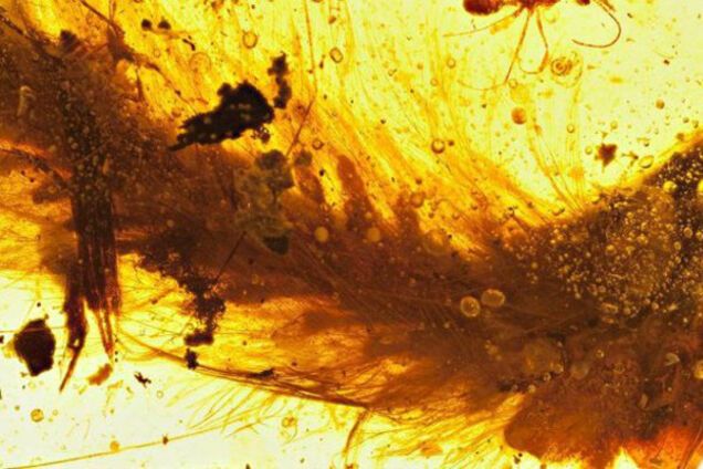 Хвост пернатого динозавра в янтаре