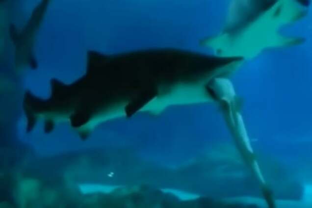 Ученые сняли уникальное видео пожирания акулами друг друга