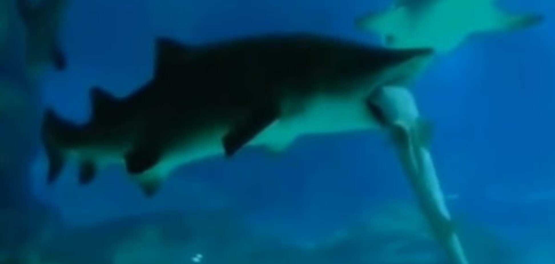 Вчені зняли унікальне відео пожирання акулами один одного